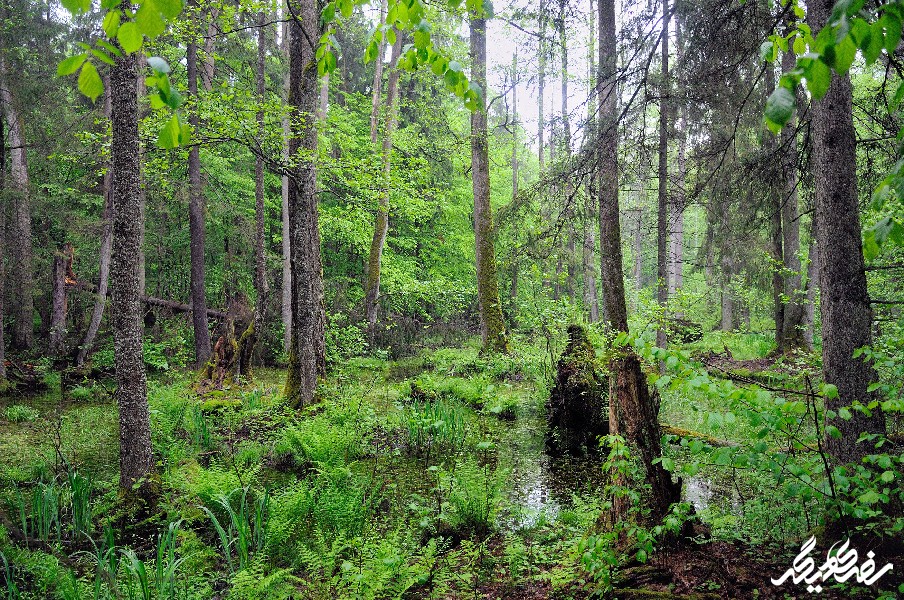 جنگل بیالوویزا Bialowieza Forest