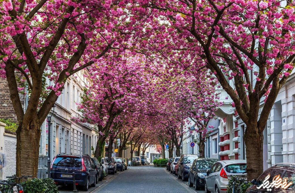 خیابان شکوفه‌ های گیلاس | سفری دیگر