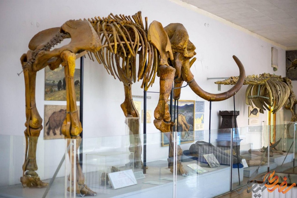 با ورود به موزه تاریخ طبیعی سنکنبرگ، بازدیدکنندگان با دنیای متنوع از نمایشگاه‌های دائمی و موقت روبرو خواهند شد.