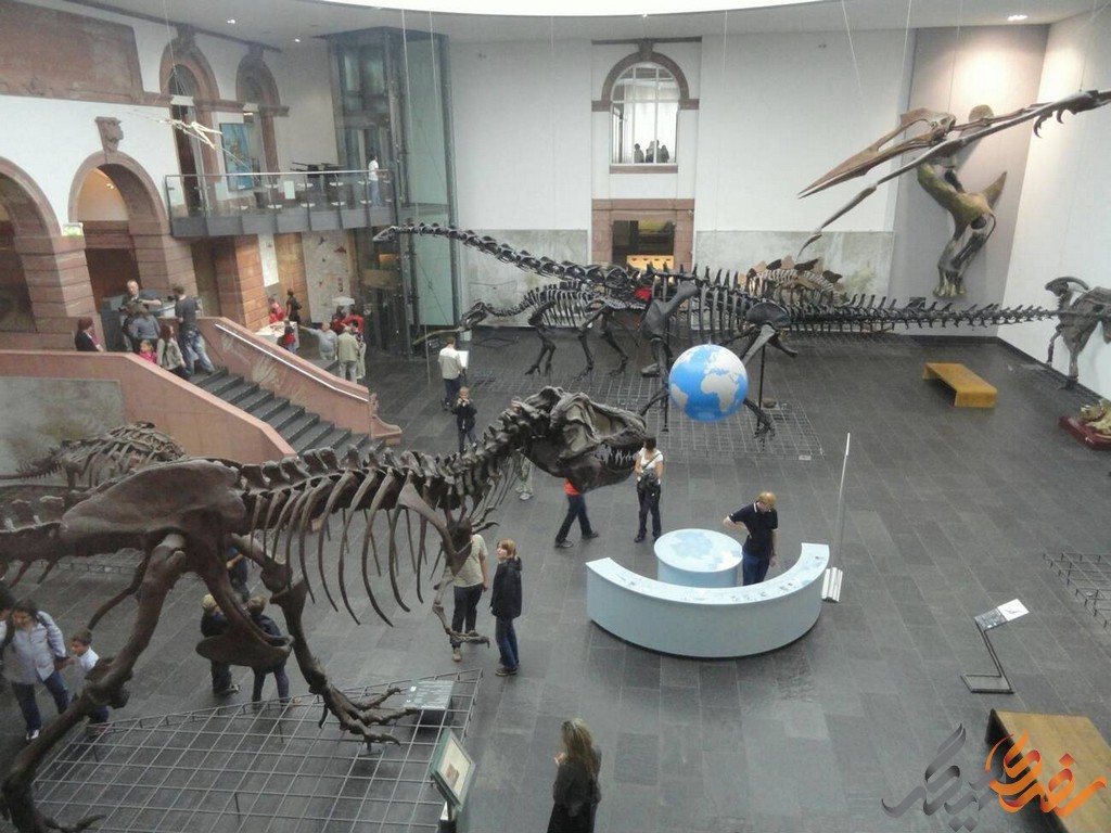 این موزه، که یکی از بزرگ‌ترین و مهم‌ترین موزه‌های علوم طبیعی در کشور آلمان به شمار می‌رود، 