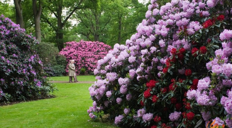 این پارک، نه تنها به عنوان یکی از بزرگ‌ترین مجموعه‌های این گونه گل‌ها در سراسر اروپا شناخته می‌شود، بلکه به عنوان یک اثر زنده‌ی هنری که در چهار فصل سال تجلی‌گر زیبایی‌های طبیعت است، مورد تحسین قرار گرفته‌است.