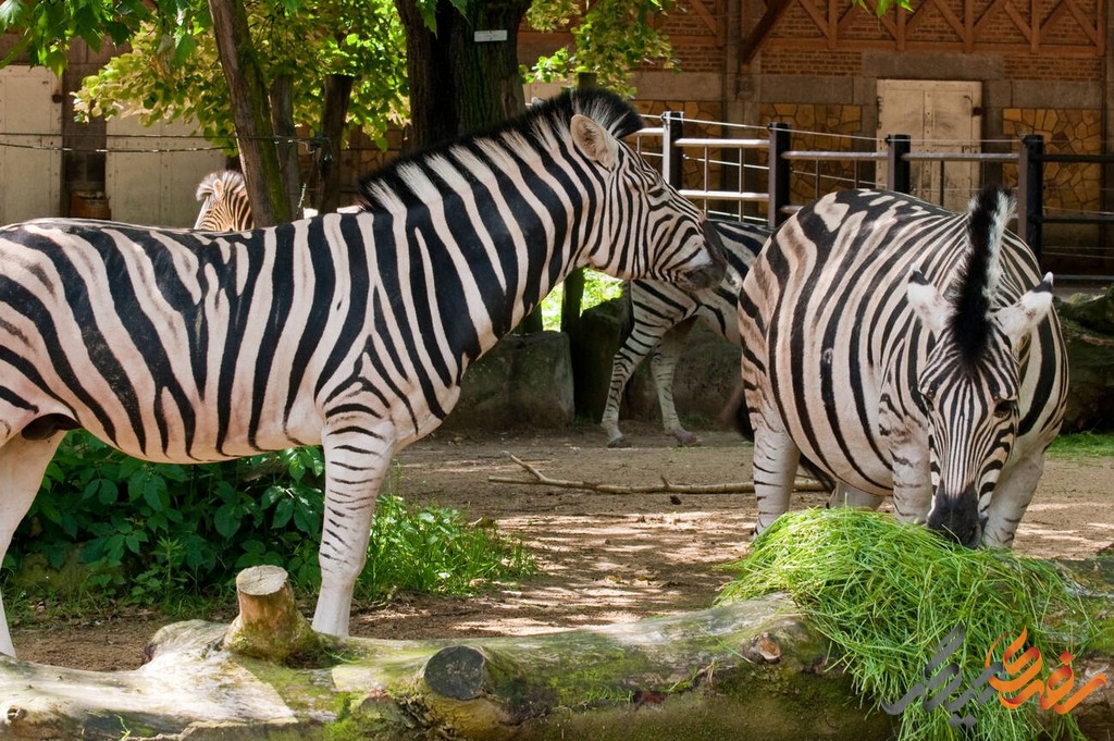 باغ وحش آنتورپ به طور فعال در برنامه‌های حفاظت از محیط زیست و نگهداری از حیوانات شرکت می‌کند.